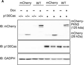 mCherry Antibody