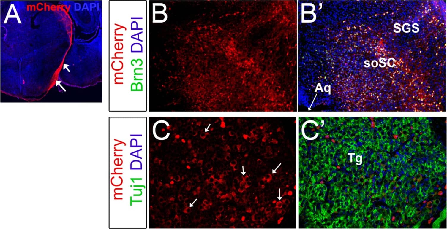 mCherry Antibody