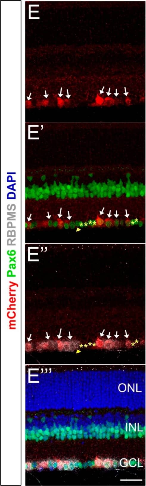mCherry Antibody