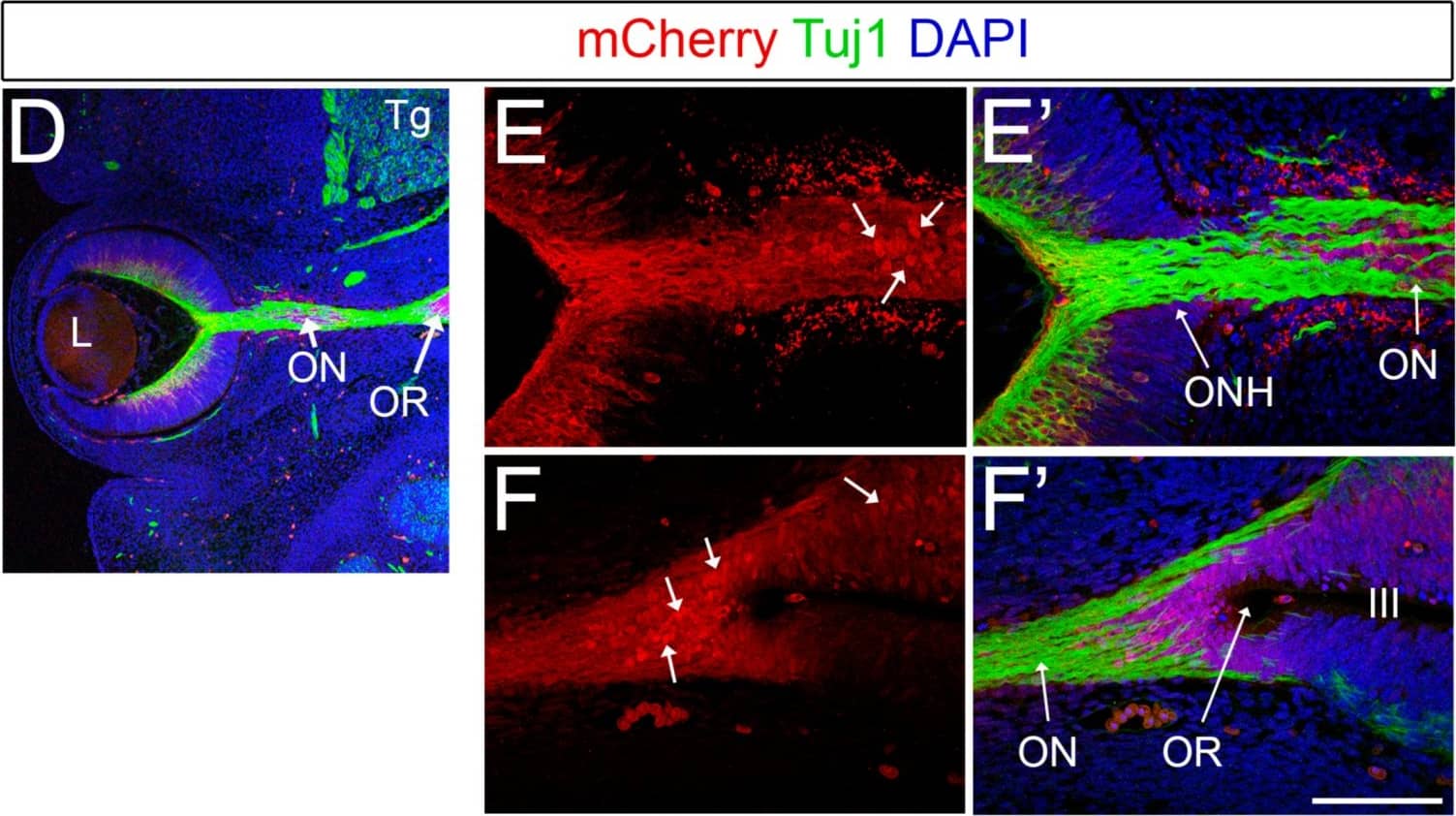 mCherry Antibody