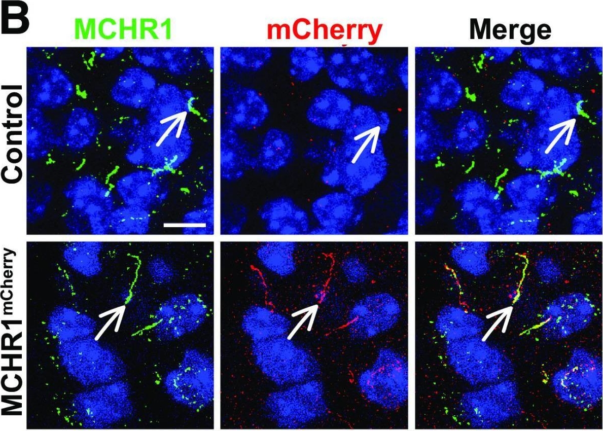 mCherry Antibody - BSA Free