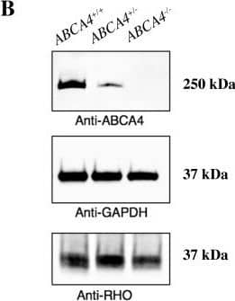 Rhodopsin Antibody (B630) [HRP]