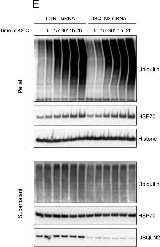 Ubiquilin 2 Antibody (6H9) - BSA Free