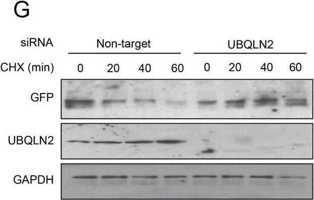 Ubiquilin 2 Antibody (6H9) - BSA Free