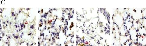 B7-2/CD86 Antibody (BU63)