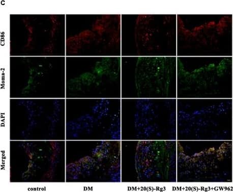 B7-2/CD86 Antibody (BU63)