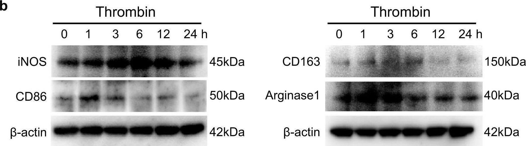 B7-2/CD86 Antibody (BU63)