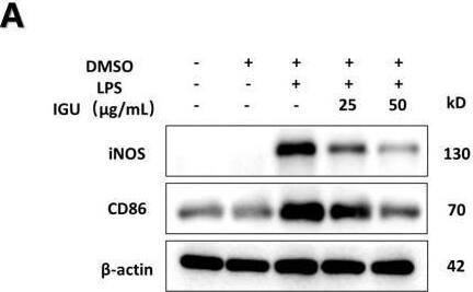 B7-2/CD86 Antibody (BU63)