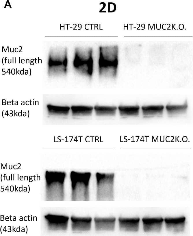 MUC2 Antibody (CCP58)