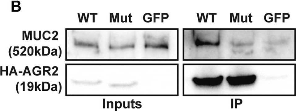 MUC2 Antibody (CCP58)