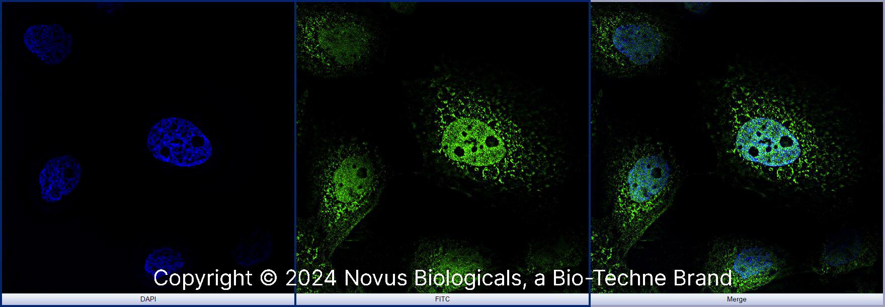 STAT6 Antibody (177C322.1) [Alexa Fluor® 488]