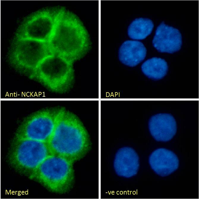 NCKAP1 Antibody