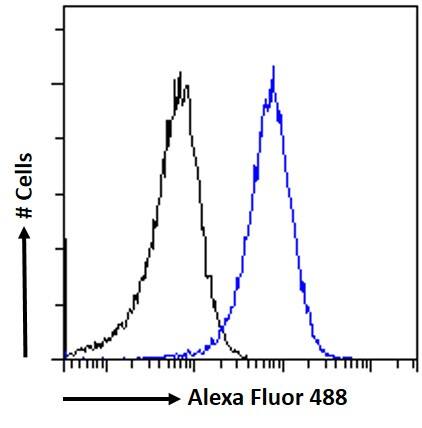 NCKAP1 Antibody