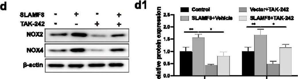 BLAME/SLAMF8 Antibody