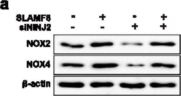 BLAME/SLAMF8 Antibody