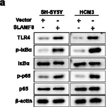 BLAME/SLAMF8 Antibody