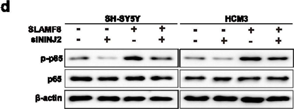 BLAME/SLAMF8 Antibody