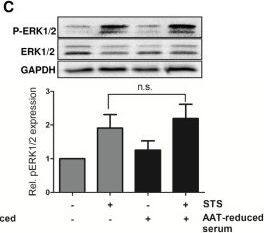 GAPDH Antibody (13H12) - BSA Free