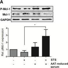 GAPDH Antibody (13H12) - BSA Free