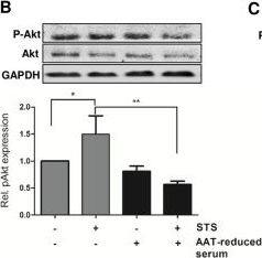 GAPDH Antibody (13H12) - BSA Free