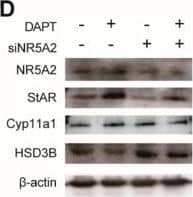 LRH-1/NR5A2 Antibody - BSA Free