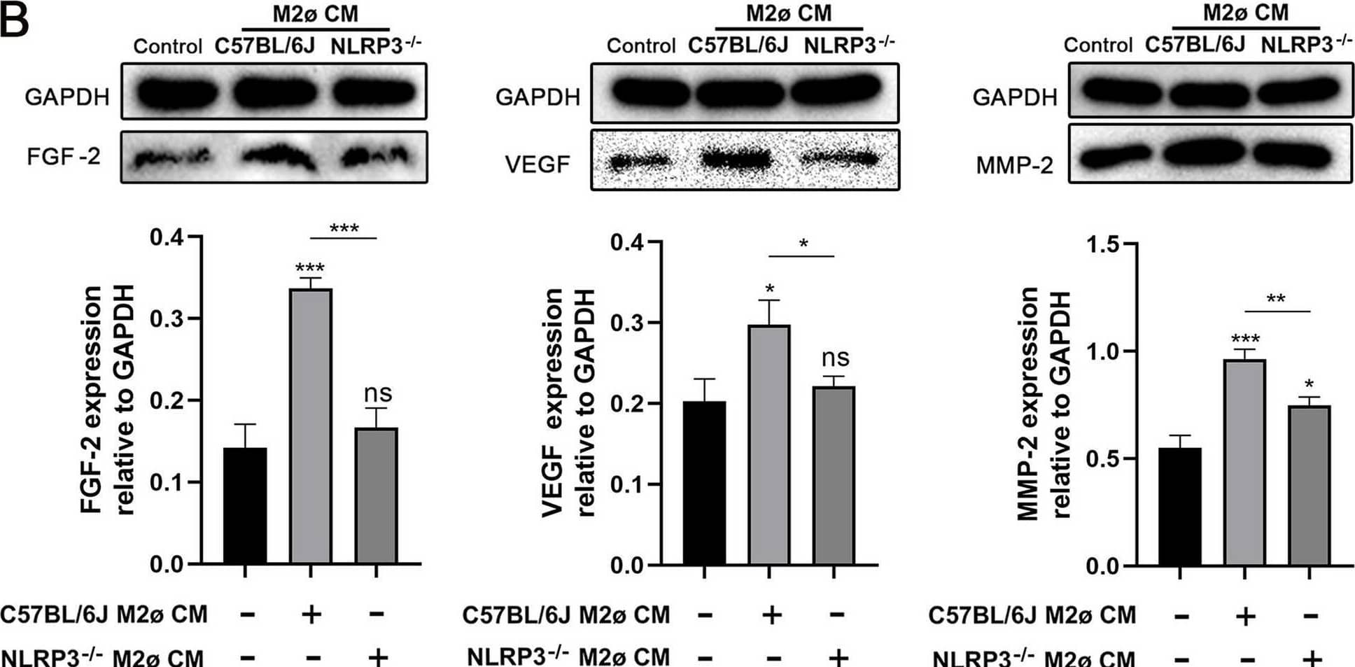 MMP-2 Antibody
