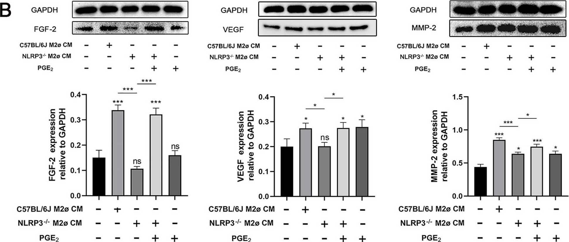 MMP-2 Antibody