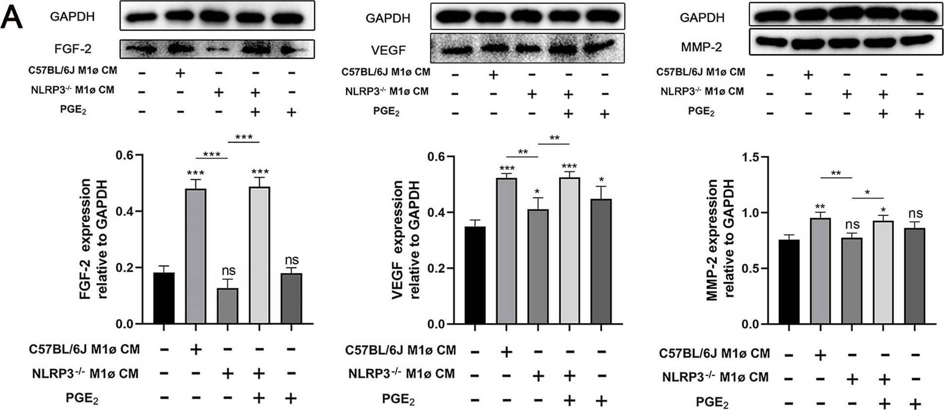MMP-2 Antibody