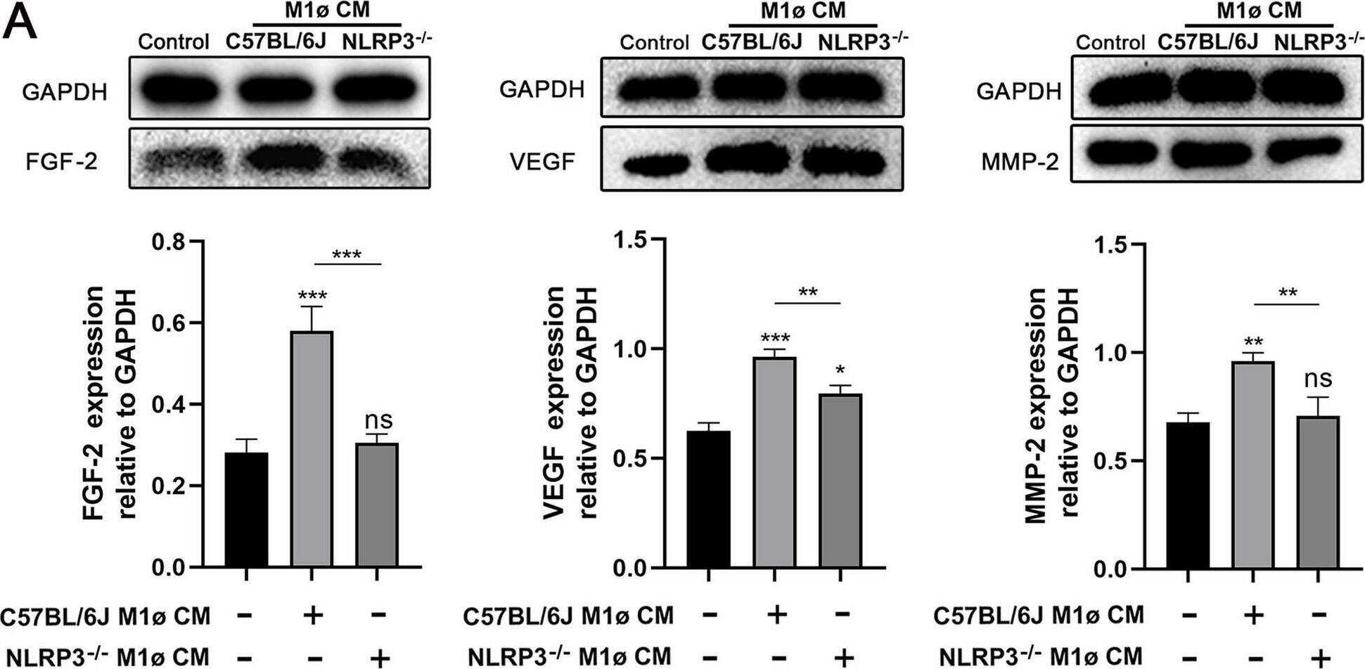 MMP-2 Antibody