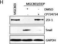 Snail Antibody - BSA Free