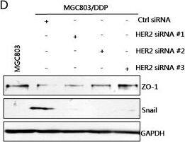 Snail Antibody - BSA Free