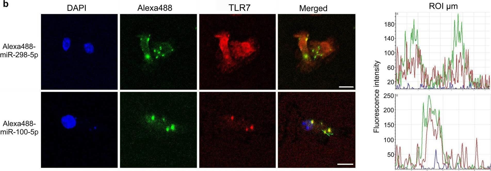 TLR7 Antibody (4G6) - BSA Free