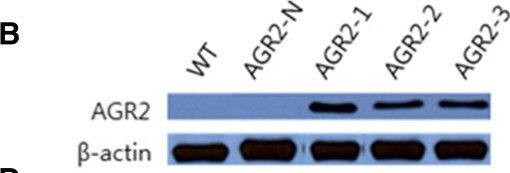 AG-2/AGR2 Antibody
