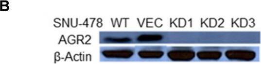 AG-2/AGR2 Antibody - BSA Free