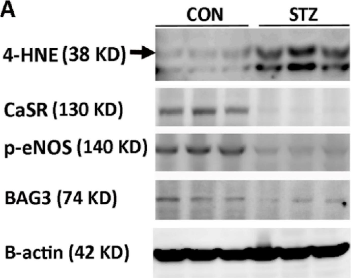 BAG3 Antibody