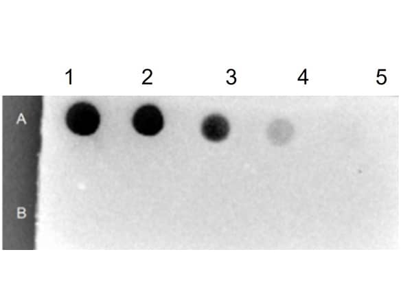 Streptavidin Native Protein