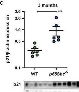 p21/CIP1/CDKN1A Antibody (WA-1)