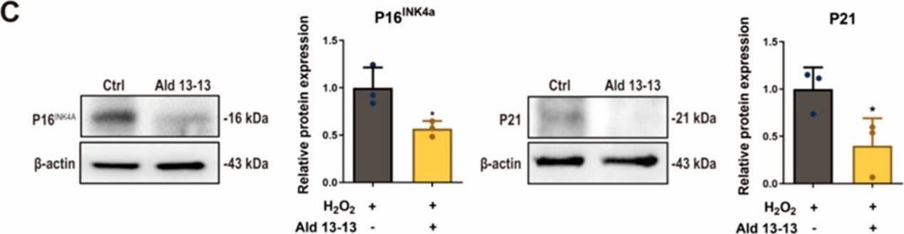 p21/CIP1/CDKN1A Antibody (WA-1)