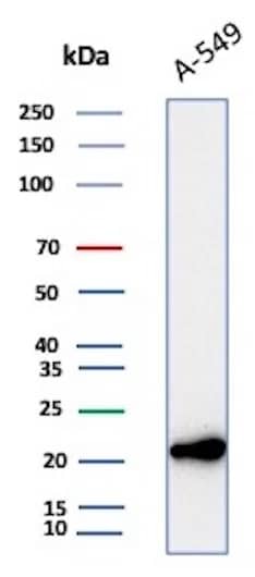 Bax Antibody (2D2) Western Blot: Bax Antibody (2D2) [NBP2-29468] -