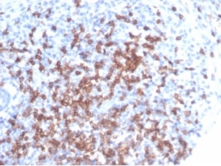 CD8 Antibody