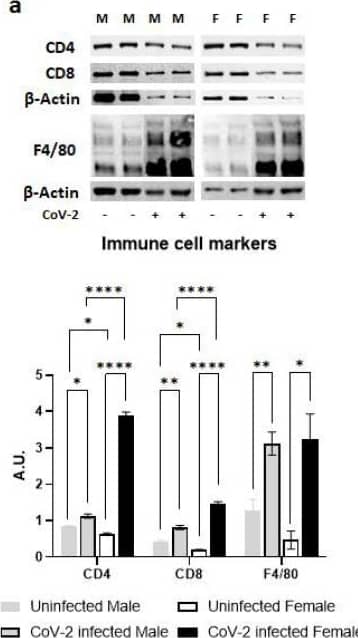 CD8 Antibody