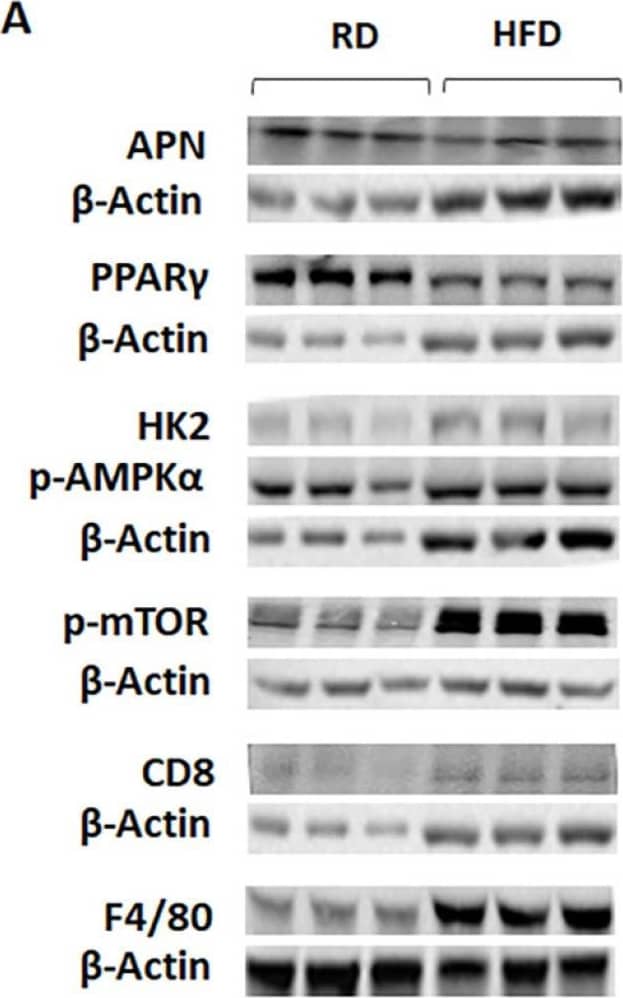 CD8 Antibody