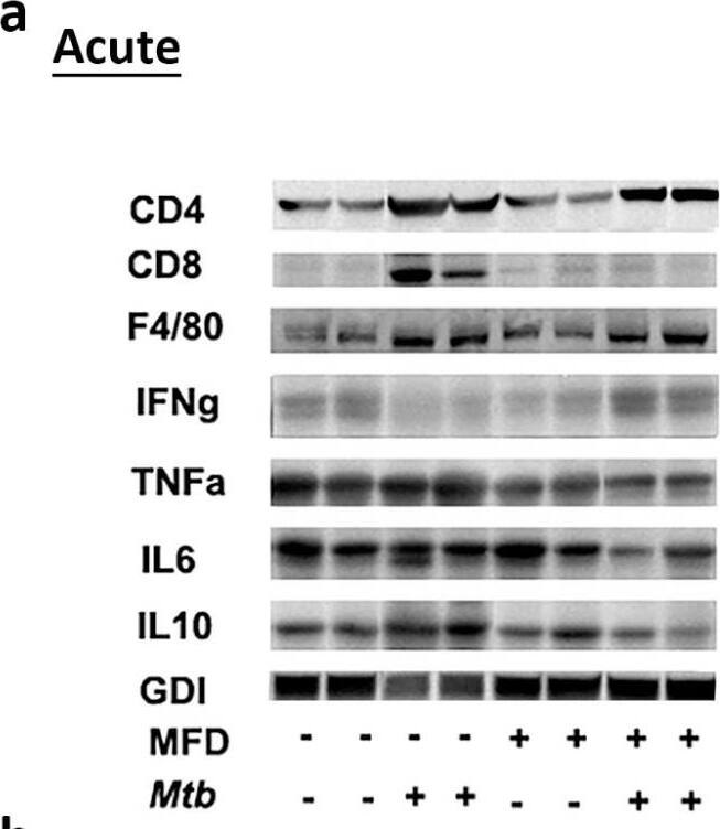 CD8 Antibody