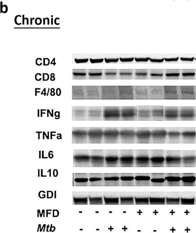 CD8 Antibody