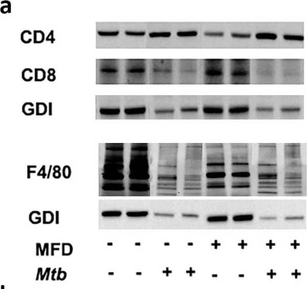 CD8 Antibody