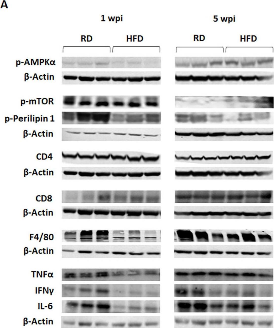 CD8 Antibody
