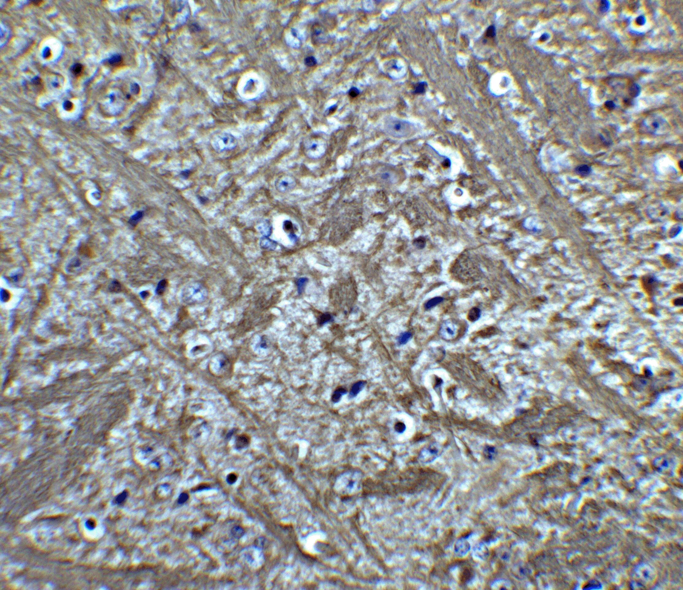 Bcl-2 Antibody - BSA Free