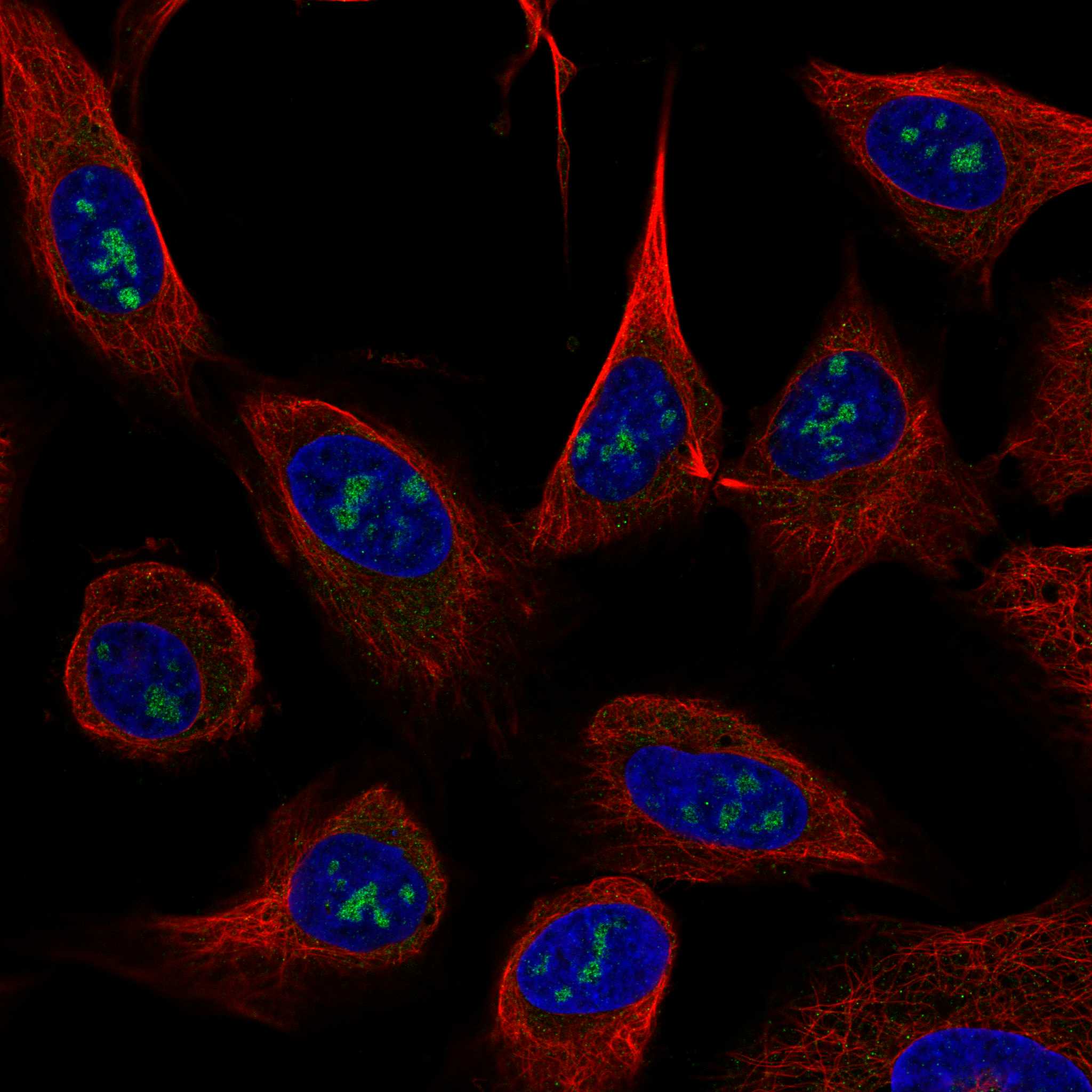 USP46 Antibody (CL0364) - BSA Free Immunocytochemistry/ Immunofluorescence: USP46 Antibody (CL0364) [NBP2-30417]