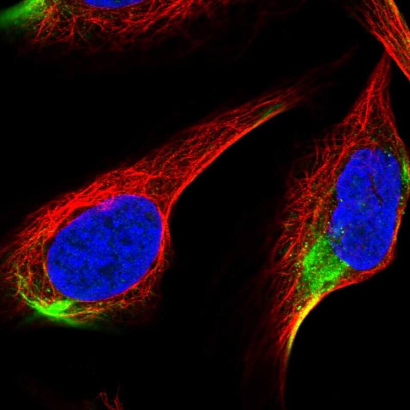 ADAMTS3 Antibody - BSA Free Immunocytochemistry/ Immunofluorescence: ADAMTS3 Antibody [NBP2-30775]