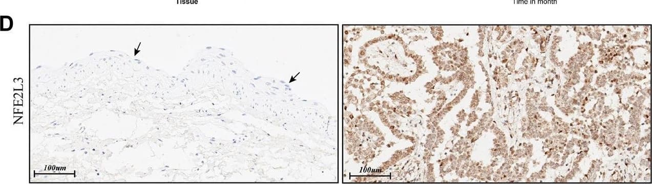 NRF3 Antibody - BSA Free